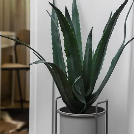 Apartment Apartment Green *